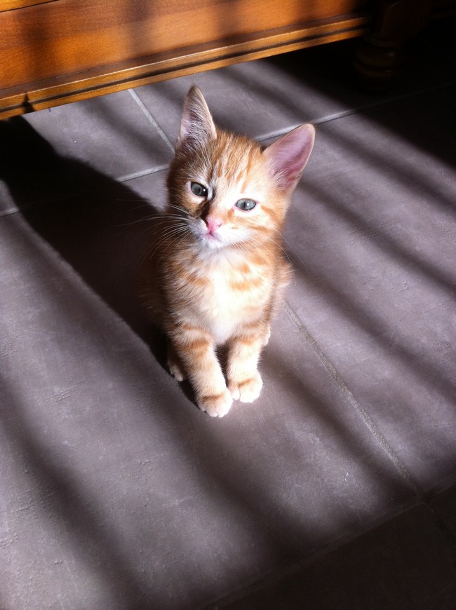 DECEMBRE : Numéro 6, chaton européen de 2 mois Numaro10