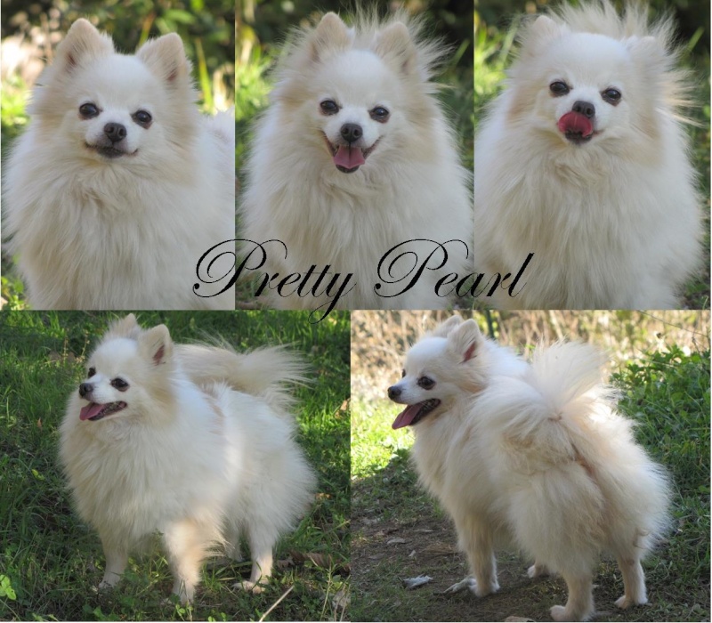 DECEMBRE : Pretty Pearl, spitz naine blanche et crème de 6 ans Pretty10