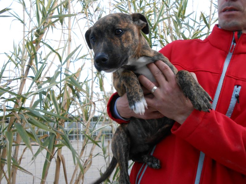 MAI : Malko, type Staffordshire Bull Terrier mâle, 6 mois Staffi10