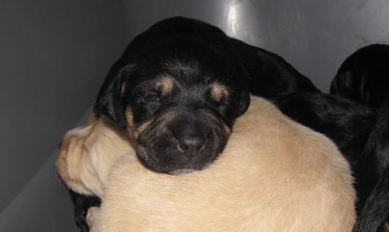 DECEMBRE : Tetris, chiot type labrador, 8 semaines Tetris11