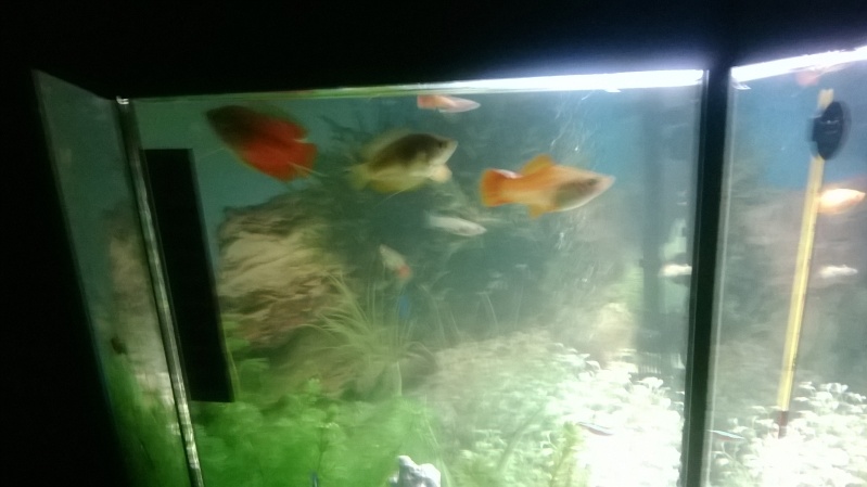 Quelque photos de mes deux aquariums et de mes poissons Wp_20137