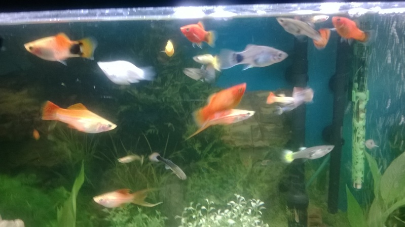 Quelque photos de mes deux aquariums et de mes poissons Wp_20140
