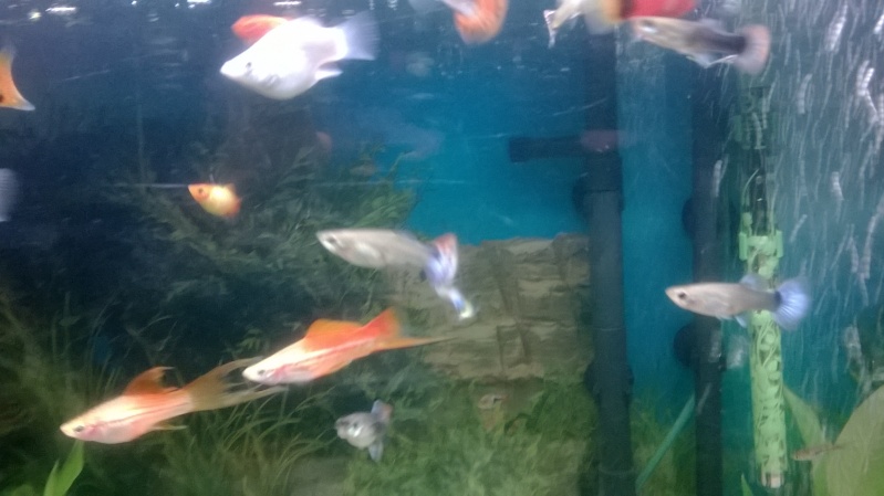 Quelque photos de mes deux aquariums et de mes poissons Wp_20144