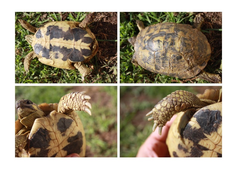 Pour une aide sur l'identification de mes tortues, SVP Adulte15