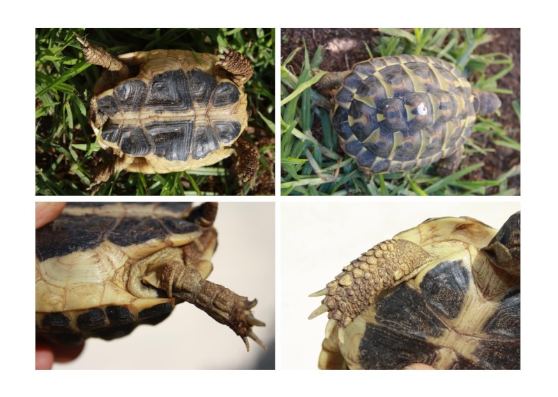 Pour une aide sur l'identification de mes tortues, SVP Juvani10