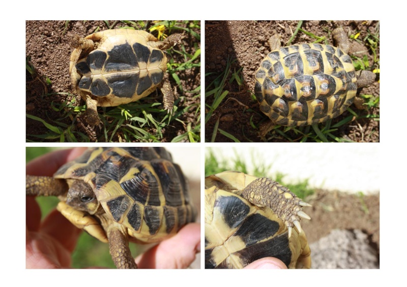 Pour une aide sur l'identification de mes tortues, SVP Juvani11