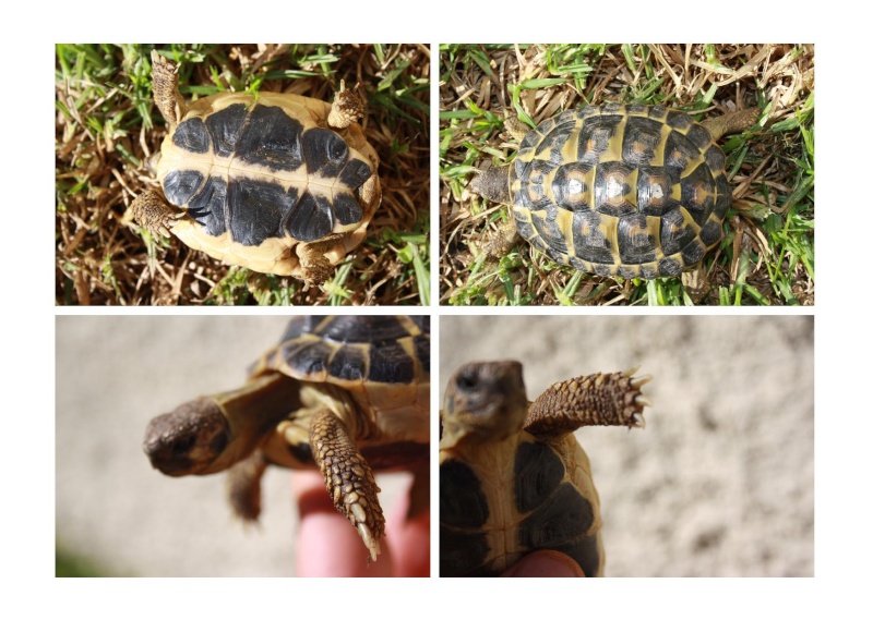 Pour une aide sur l'identification de mes tortues, SVP Juvani13