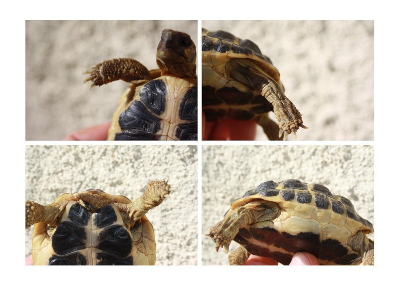 Pour une aide sur l'identification de mes tortues, SVP Juvani14