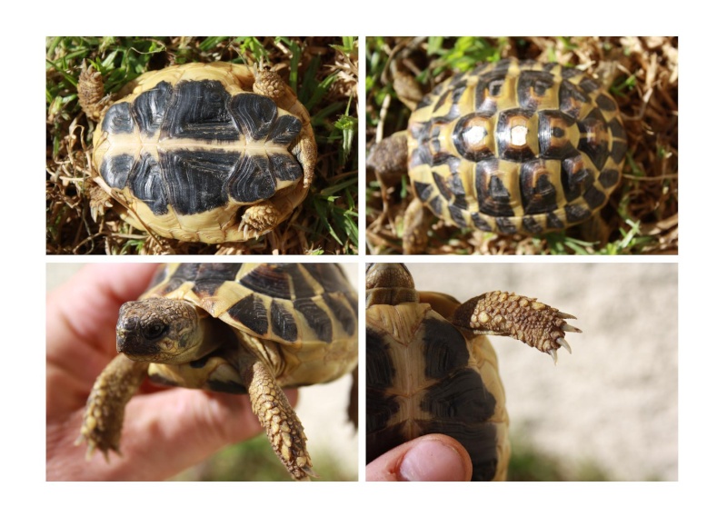 Pour une aide sur l'identification de mes tortues, SVP Juvani15