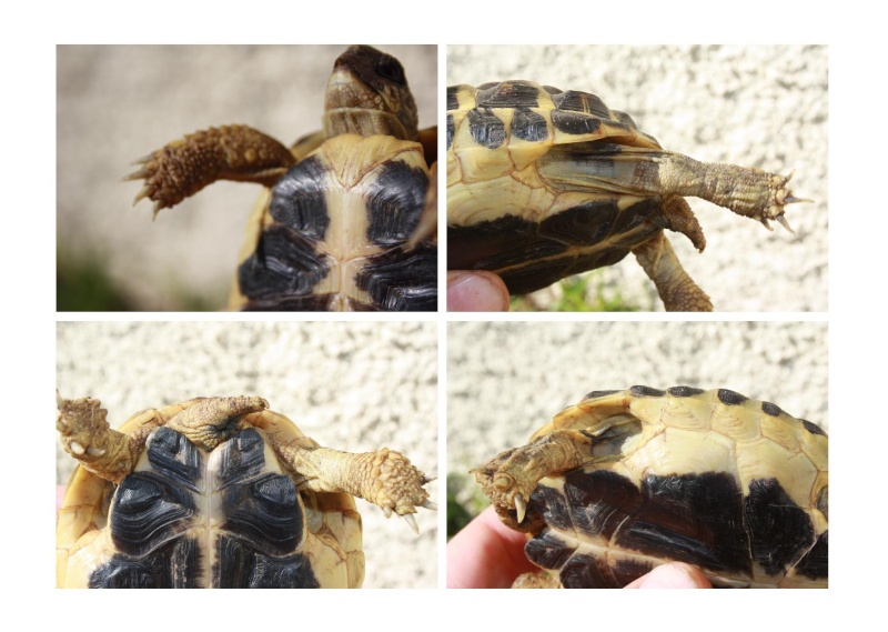 Pour une aide sur l'identification de mes tortues, SVP Juvani16