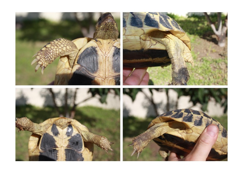 Pour une aide sur l'identification de mes tortues, SVP Planch11