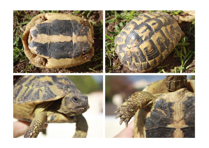 Pour une aide sur l'identification de mes tortues, SVP Planch12