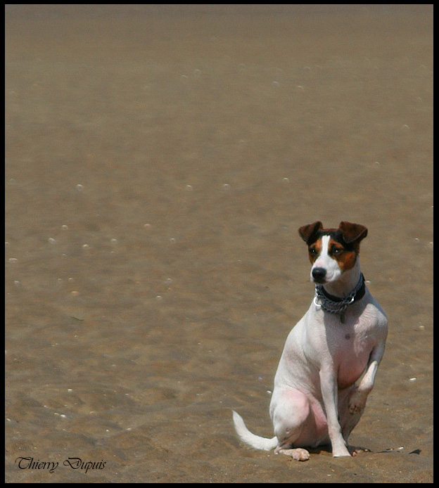 The Beast - mon bébé chien quoi :-) 07710