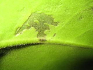 seltsame Flecke auf Hoya calycina Img_5622