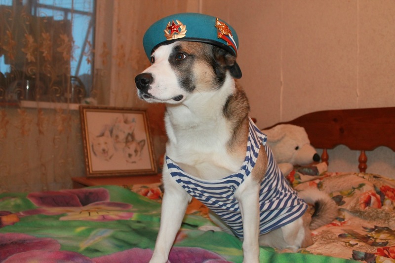 Собака десантник