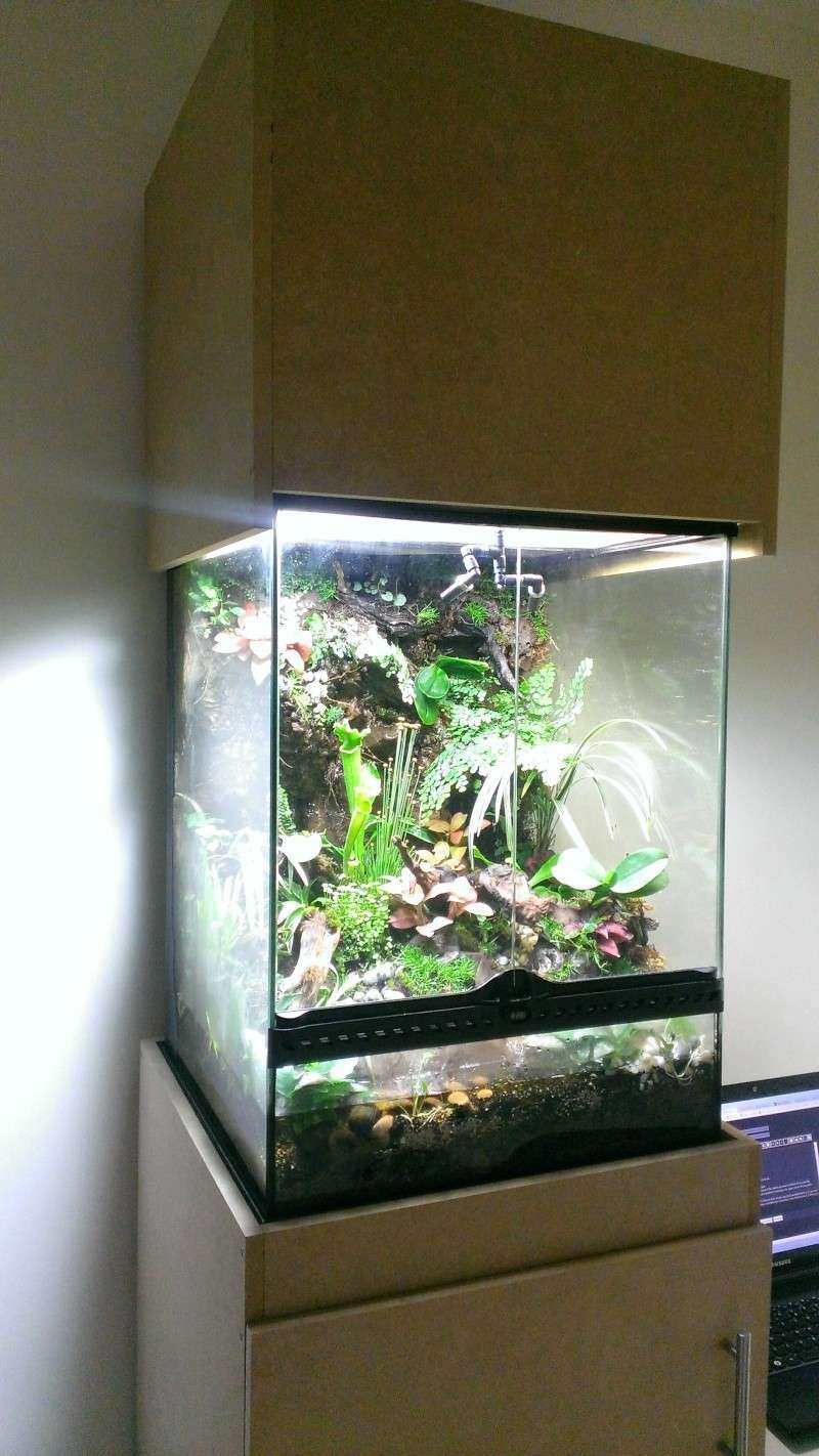 Paludarium Tropical 45 x 45 x 60 Presen10