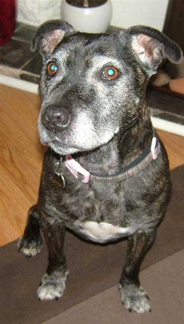 Bess 10 years sweet girl loves anything and everybody cats too :) Bess_f10