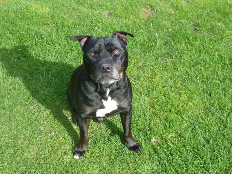 Charlie sbt needs a home 12 years old Southampton area Charli15