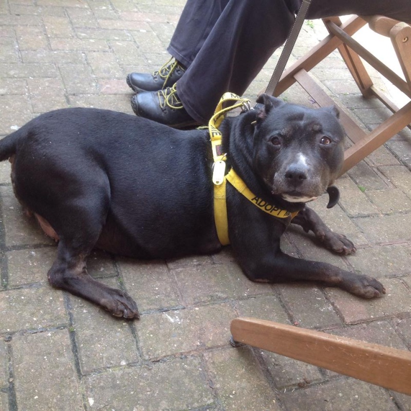 Chloe 12 years old sbt needs a foster or forever home desperate. Chloe_14