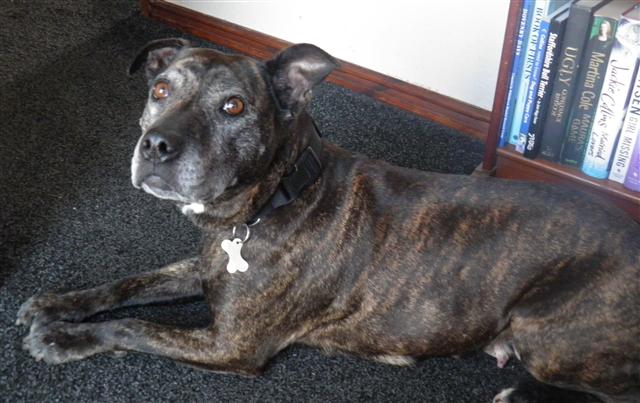 Ellie 7 y fostered Cumbria needs Forever home Ellie_11