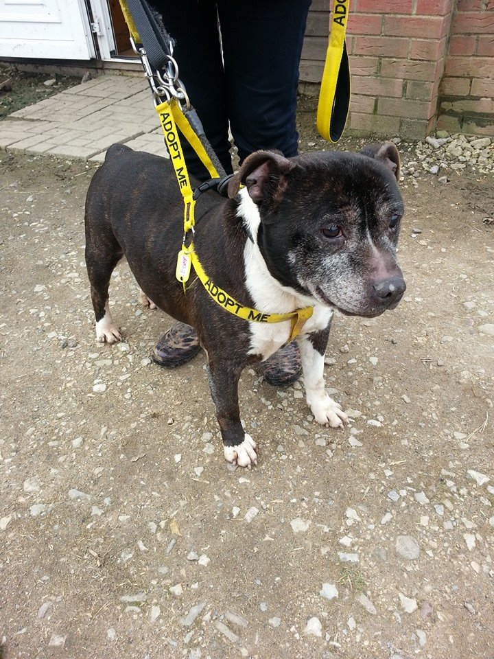 Farley sbt 10-11 years Kennels Worcrestershire Farley11