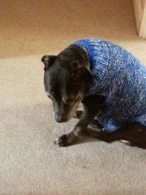 Harold 11 years in foster Hants needs forever home Harold13