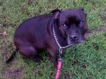 Jake  7 y needs a new home East Sussex area (loves cats) Jake_f11