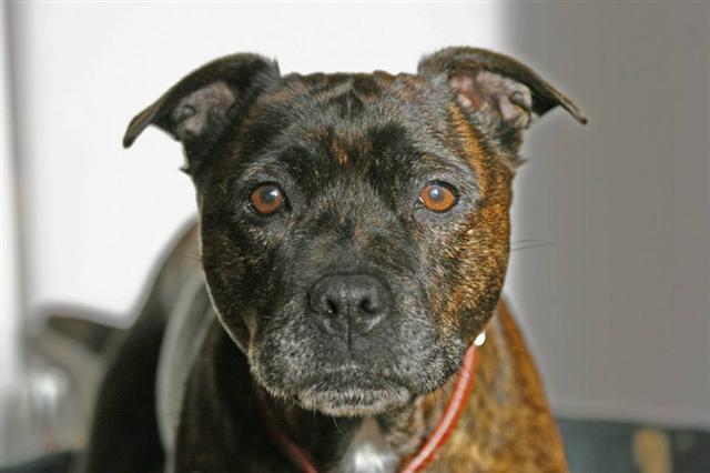 Kelly needs Foster or forever home, in kennels Worcester. Kelly_10