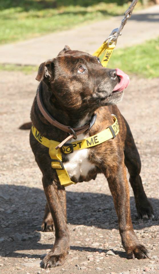 Kelly needs Foster or forever home, in kennels Worcester. Kelly_18