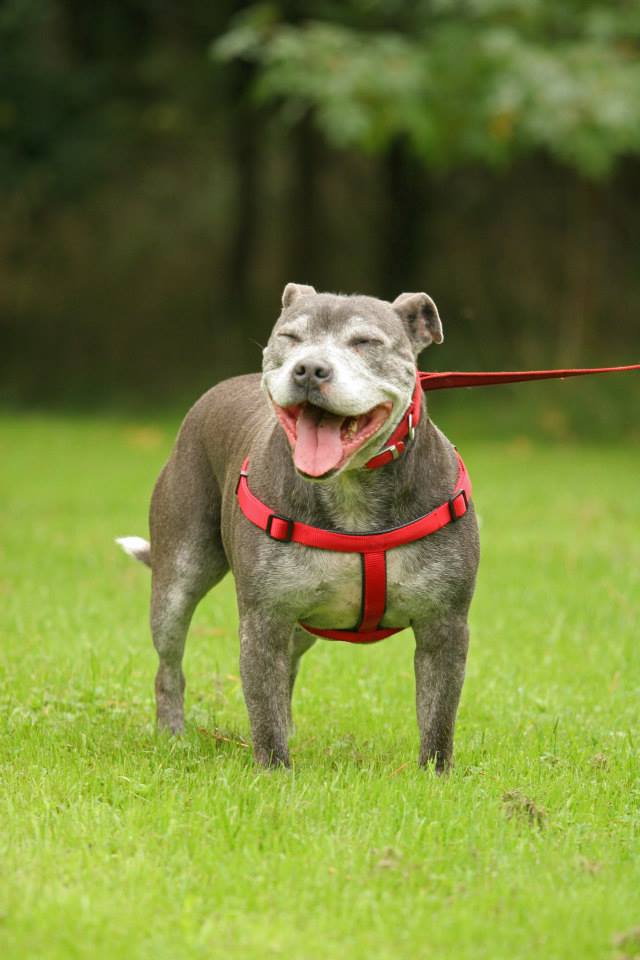 Kya 11 year old staffie needs a home Kya10