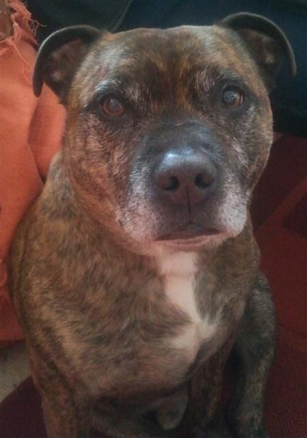 Salvo years needs a new home Staffordshire area Salvo_11