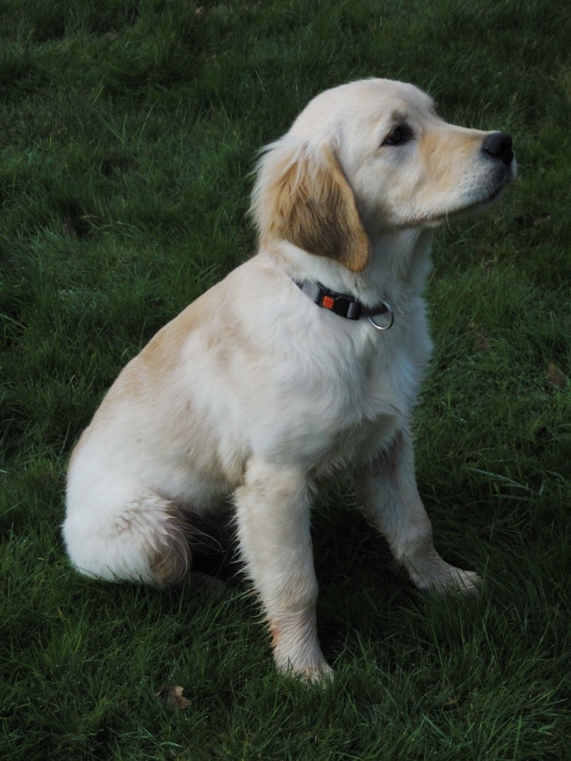 Les aventures d'Icare, Golden retriever - Page 3 2014-044