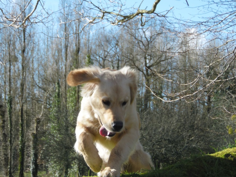 Les aventures d'Icare, Golden retriever - Page 3 2014-048