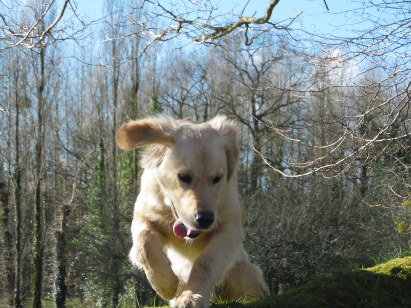 Les aventures d'Icare, Golden retriever  - Page 3 2014-048