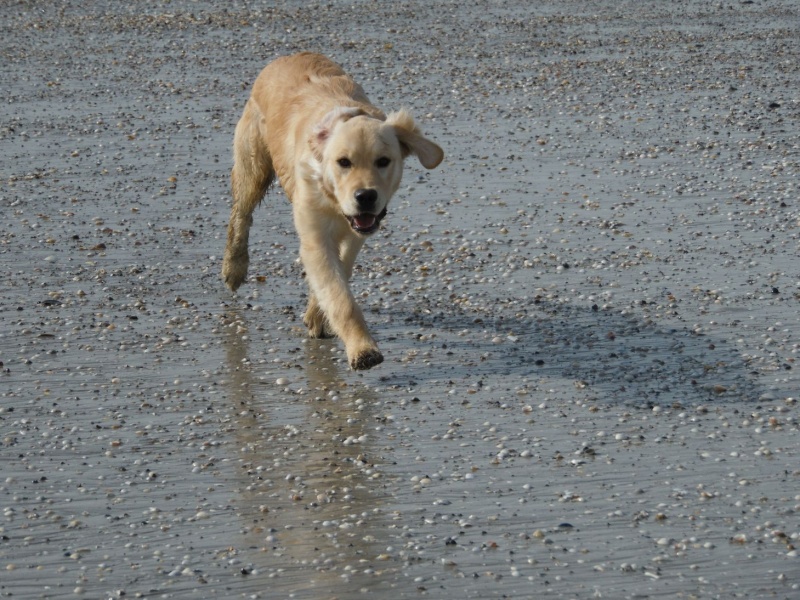 Les aventures d'Icare, Golden retriever  - Page 5 Sam_3411