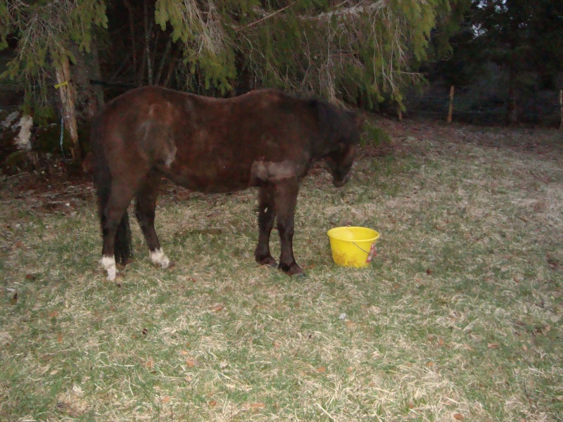 HAVANE - OI poney née en 1995 - adoptée en mars 2014 par dona carlota Dsc01711