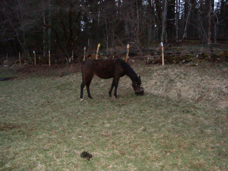 HAVANE - OI poney née en 1995 - adoptée en mars 2014 par dona carlota Dsc01712
