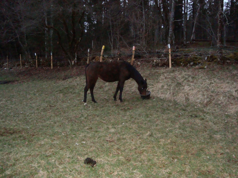 HAVANE - OI poney  née en 1995 - adoptée en mars 2014 par dona carlota Dsc01712