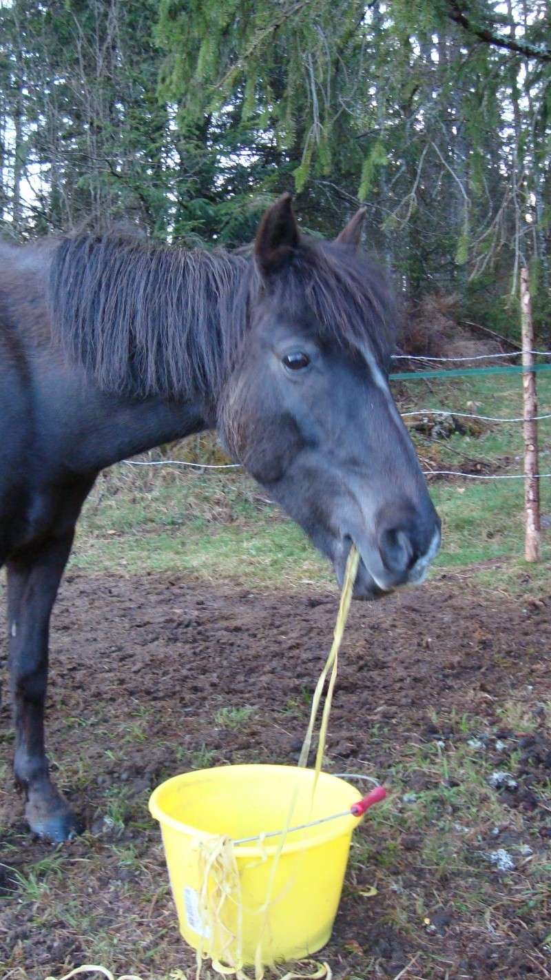 HAVANE - OI poney  née en 1995 - adoptée en mars 2014 par dona carlota Dsc01725