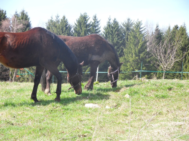 HAVANE - OI poney  née en 1995 - adoptée en mars 2014 par dona carlota Sdc17411