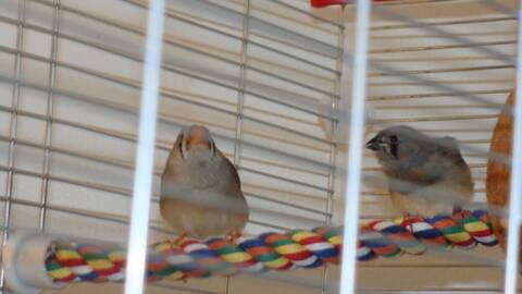 Bebe Mandarin Et Le Nid