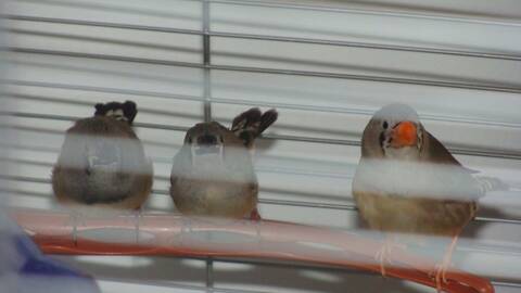 Bebe Mandarin Et Le Nid