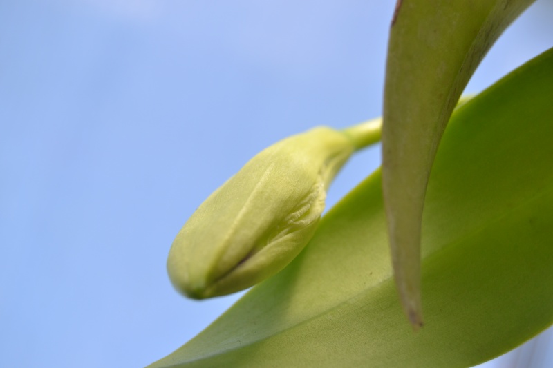 Cattleya trianae f. semi-alba Dsc_0450