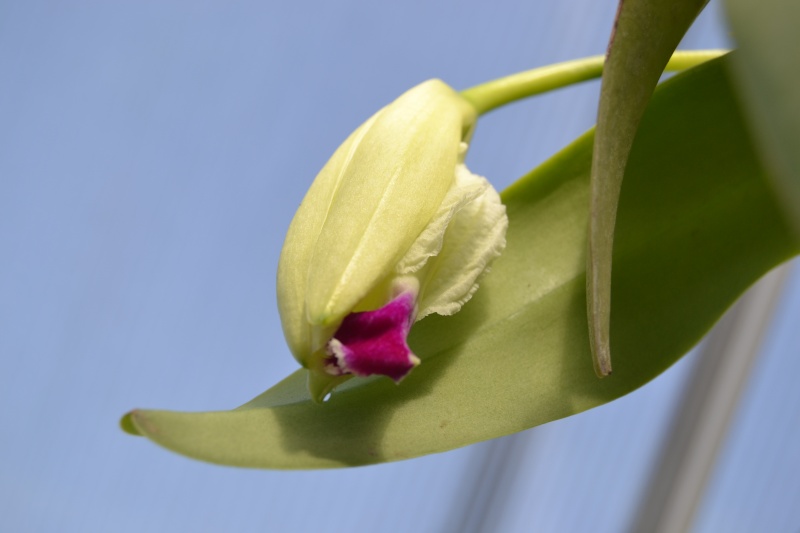 Cattleya trianae f. semi-alba Dsc_0452
