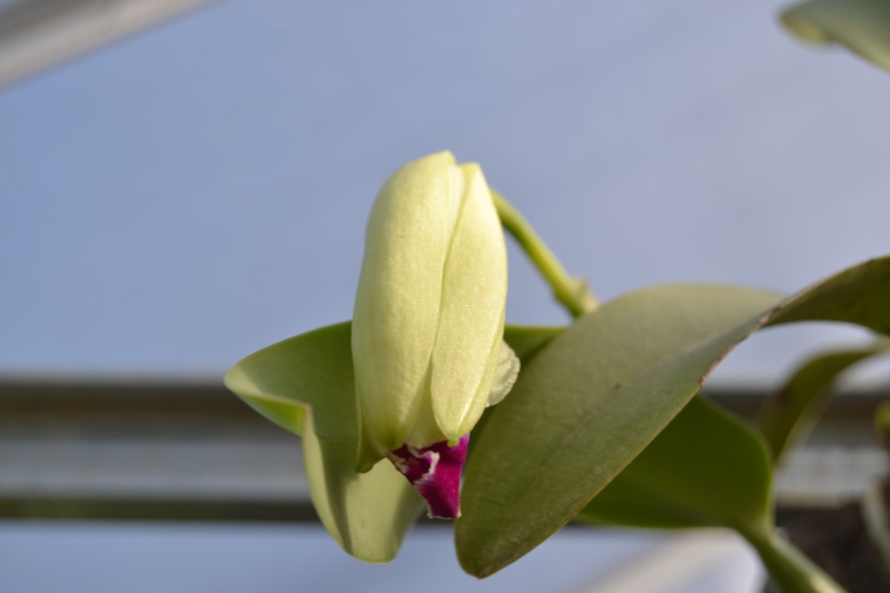 Cattleya trianae f. semi-alba Dsc_0453