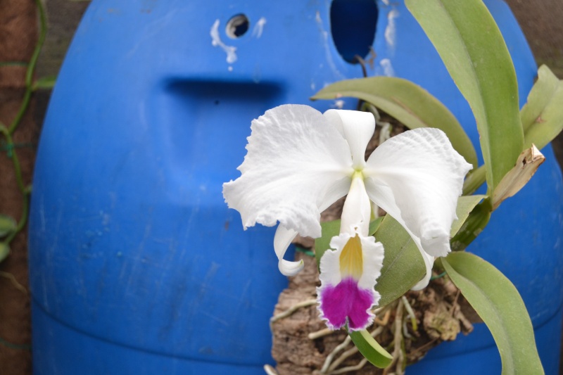 Cattleya trianae f. semi-alba Dsc_0461