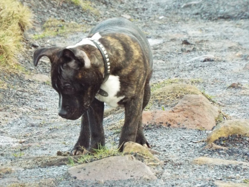 New pics of bruce 20 weeks old  Image30