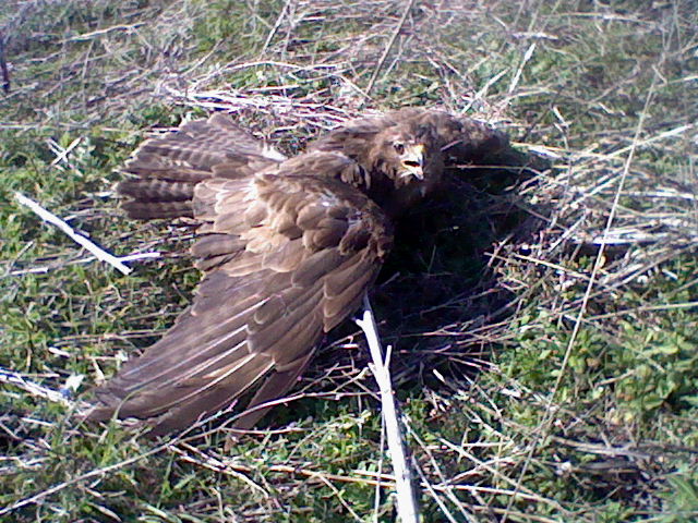 URGENT !!!!  buse variable agonise dans un champ !!!! Hni_0046