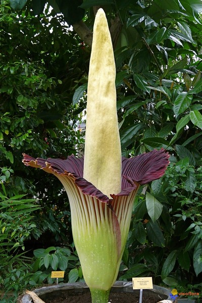 Plantes étonnantes (ou belles ou intéressantes ou marrantes ou ce que vous voulez) 36-25210