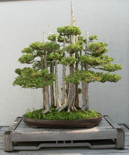 bosco di tassi dalla realtà a bonsai  20081010